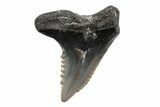 Snaggletooth Shark (Hemipristis) Tooth - South Carolina #211591-1